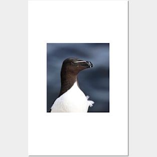 Razorbill Posters and Art